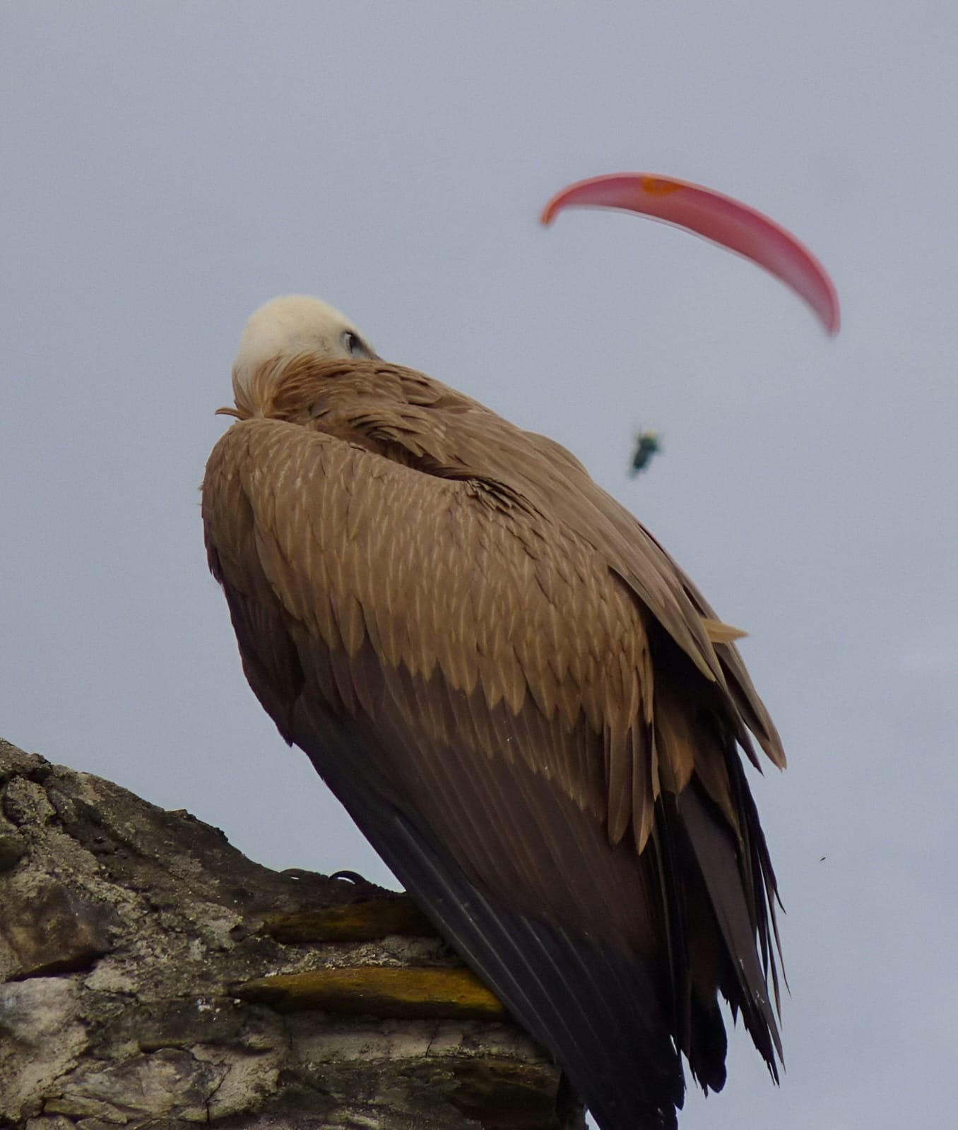 Buitres leonados sobrevolando la Sierra de Grazalema