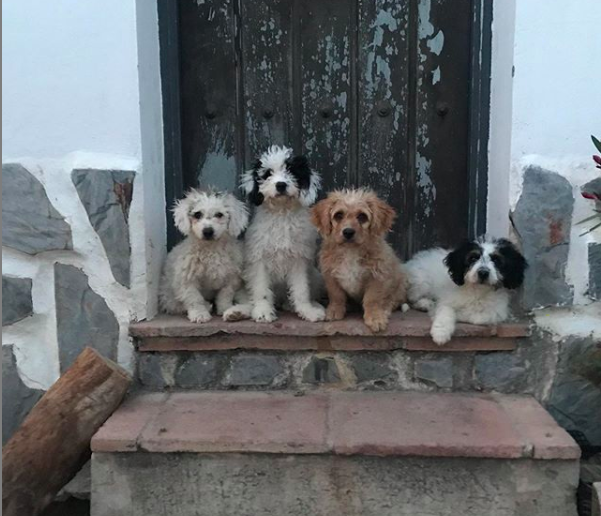 Keso, César y Ria, los perros de Hiking Guide